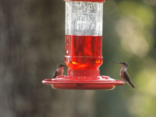 humming-bird-couple-12605129720167701s